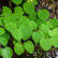 Cercidiphyllum japonicum - 80 Stamm