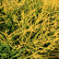Chamaecyparis pisifera ‘Sungold‘ - 90 Stamm