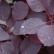 Cotinus coggygria ‘Royal Purple‘ - 80 Stamm