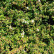 Cotoneaster suecicus ‘Coral Beauty’ - 60 standard