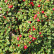 Cotoneaster procumbens ‘Streib’s Findling’ - 90 standard