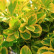 Euonymus fortunei ‘Canadale Gold’ - 90 standard