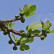 Ficus carica - 80 Stamm