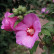 Hibiscus syriacus ‘Woodbridge’ - 80 standard