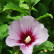 Hibiscus syriacus ‘Hamabo‘ - 100 Stamm