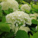Hydrangea arborescens ‘Annabelle’ - 60 standard