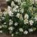 Hydrangea paniculata ‘Kyushu’ - 90 standard