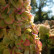 Hydrangea paniculata ‘Limelight’ ® - 90 standard