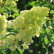 Hydrangea paniculata Sundae Fraise - 60 standard