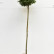 Ilex aquifolium ‘Myrtifolia’ - 100 standard
