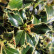 Ilex aquifolium ‘Argentea Marginata’ - 80 standard