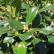 Ilex aquifolium ‘J.C. van Tol’ - 80 standard