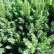 Juniperus squamata ‘Blue Star‘ - 45 Stamm