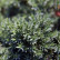 Juniperus procumbens ‘Nana’ - 45 standard