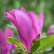 Magnolia ‘Susan’ - 90 stam