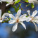 Magnolia kobus - 80 stam