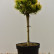 Pinus mugo ‘Carsten’ - 50 stam
