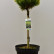 Pinus mugo ‘Ophir‘ - 50 Stamm