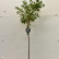 Prunus nipponica ‘Brillant’ - 80 standard