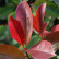 Photinia fraseri ‘Red Robin‘ - 60 Stamm