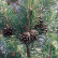 Pinus sylvestris - 80 Stamm