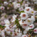 Prunus ‘Hally Jolivette’ - 120 standard