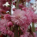 Prunus ‘Kiku-shidare-zakura‘ - 120 Stamm