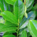 Prunus laurocerasus ‘Novita’ - 80 standard