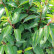 Prunus lusitanica ‘Angustifolia‘ - 120 Stamm