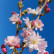 Prunus subhirtella ‘Autumnalis Rosea‘ - 80 Stamm