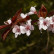Prunus cerasifera ‘Nigra‘ - 120 Stamm