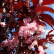 Prunus serrulata ‘Royal Burgundy’ - 120 stam