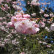 Prunus serrulata ‘Amanogawa‘ - 120 Stamm