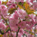 Prunus serrulata ‘Kanzan‘ - 80 Stamm