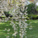 Prunus yedoensis ‘Ivensii‘ - 80 Stamm