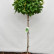 Quercus palustris ‘Green Dwarf’ - 90 standard