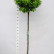 Quercus palustris ‘Green Dwarf’ - 150 standard