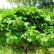 Quercus palustris ‘Green Dwarf’ - 120 standard
