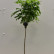 Robinia pseudoacacia ‘Umbraculifera’ - 80 standard