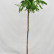 Robinia pseudoacacia ‘Umbraculifera’ - 120 standard