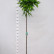 Robinia pseudoacacia ‘Umbraculifera‘ - 150 Stamm