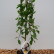 Salix caprea ‘Kilmarnock‘ - 60 Stamm