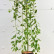 Salix caprea ‘Kilmarnock’ - 120 stam