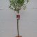 Salix gracilistyla ‘Mount Aso’ - 80 standard