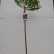 Salix gracilistyla ‘Mount Aso‘ - 100 Stamm