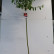 Salix gracilistyla ‘Mount Aso‘ - 120 Stamm
