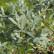 Salix helvetica - 80 stam