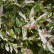 Salix integra ‘Hakuro-nishiki‘ - 80 Stamm