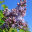 Syringa vulgaris ‘Michel Buchner’ - 80 stam