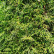 Thuja occidentalis ‘Smaragd‘ - 80 Stamm